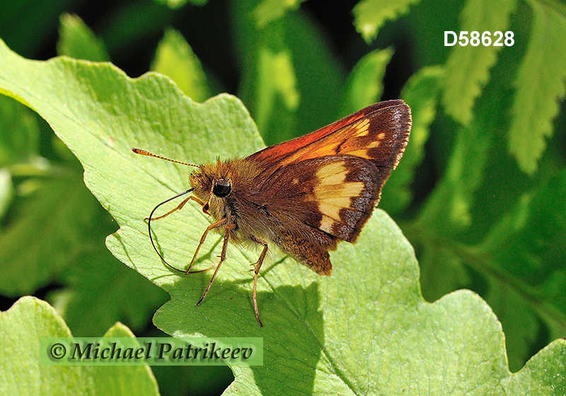 Hobomok Skipper (Poanes hobomok)